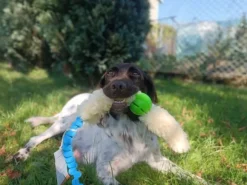 Psarvard Tika x2 Koiranlelu pallo sininen