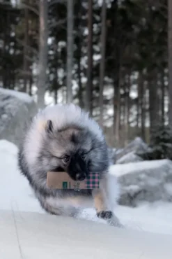 Raw for Paw Wild Duck makupalat