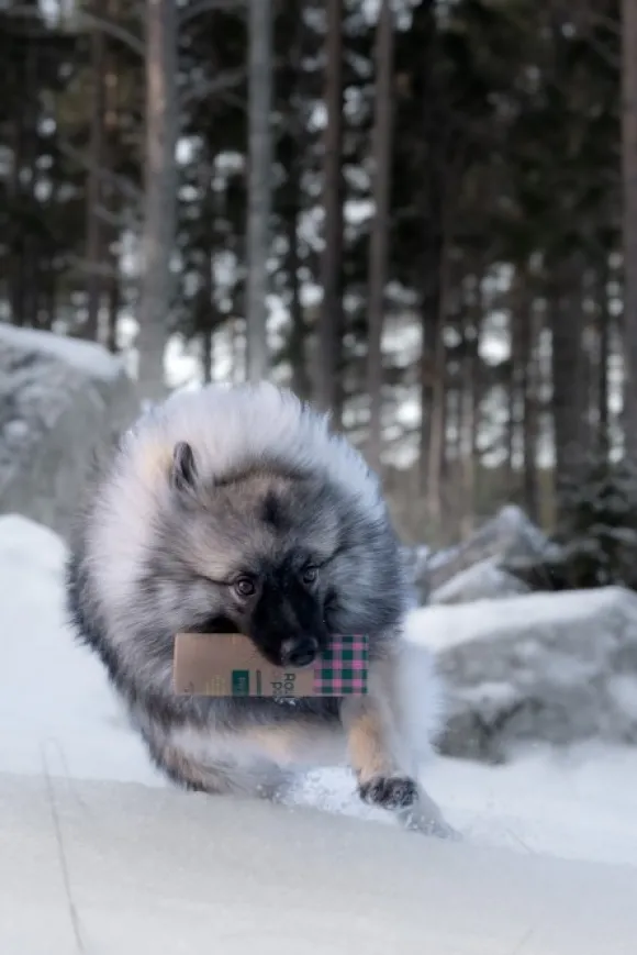 Raw for Paw Wild Duck makupalat