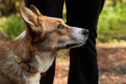 RuffWear Crag Collar koiran kaulapanta, Canyon Oxbow