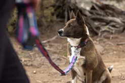 Ruffwear Crag Ex Leash koirien talutushihna, Alpine Dusk