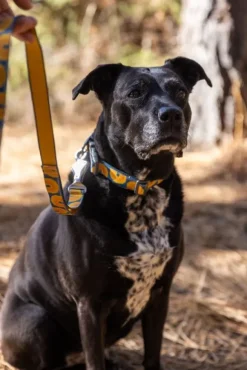 RuffWear Crag Leash koiran talutushihna, Canyon Oxbow