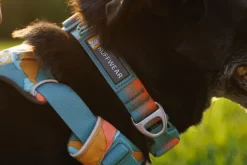 Ruffwear Front Range Collar kaulapanta, harmaavihreä