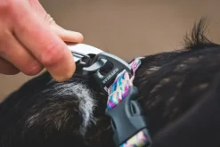 RuffWear Front Range Collar koiran kaulapanta, Wildflower