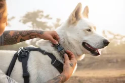 RuffWear Front Range Collar koiran kaulapanta, Wildflower