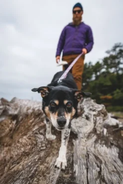 RuffWear Front Range Leash koiran talutushihna, Wildflower