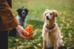 RuffWear Gnawt-a-Cone Toy Salamander Orange