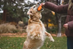 RuffWear Gnawt-a-Cone Toy Salamander Orange