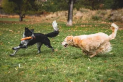 RuffWear Gnawt-a-Stick Toy Purple Orchid