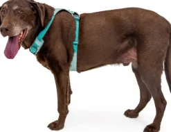 Ruffwear Hi & Light Harness valjaat, pinkki