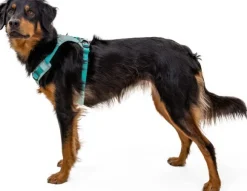 Ruffwear Hi & Light Harness valjaat, harmaa