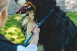 RuffWear Just-a-Cinch Leash koiran talutushihna, Obsidian Black