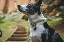 RuffWear Knot-a-Collar koiran kaulapanta, Obsidian Black