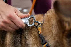 Ruffwear Roamer Leash joustava talutushihna, tummansininen