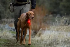 RuffWear The Beacon huomiovalo, Clear Lake