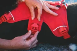 RuffWear Web Master Harness River Rock Green