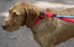 Rukka Hike Belt+Leash Red L