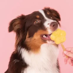 Smoofl Dog Ice Form muotit koiran jäätelölle, M