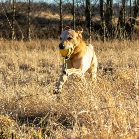 Starmark Foam Boll med Rep M