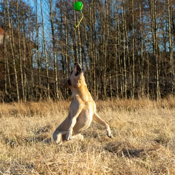 Starmark Funball köydellä vihreä M