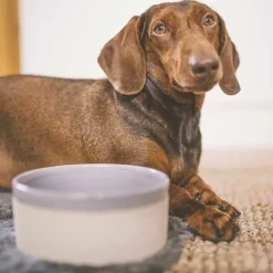 Swaggin Tails Käka koirankuppi, 0,9 l beige/harmaa