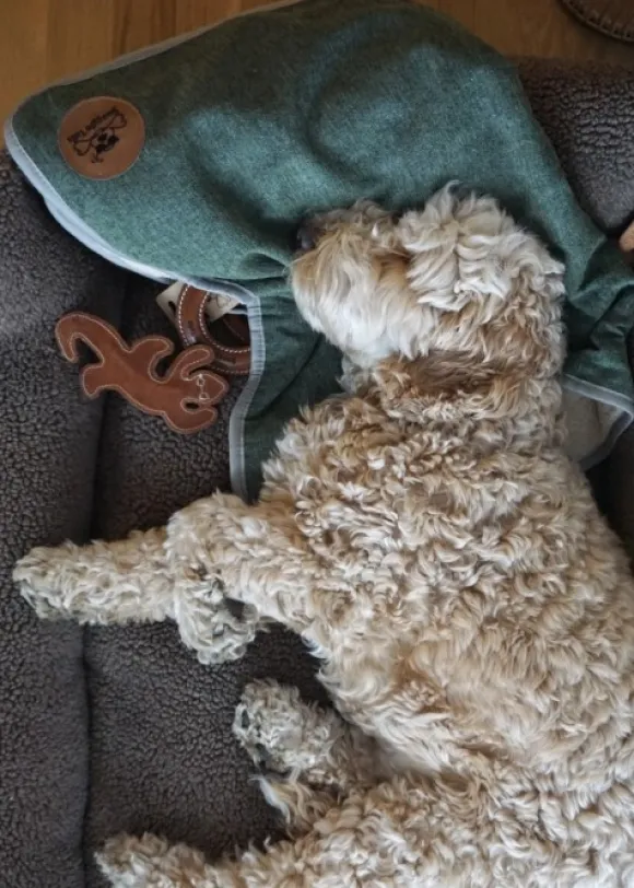 Swaggin Tails koiran huopa, L, vaaleanharmaa