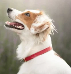 Swaggin Tails koiran kaulapanta, punainen