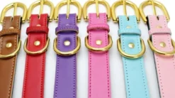 Swaggin Tails koiran kaulapanta, vihreä