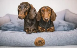 Swaggin Tails koiranpeti Memory Foam -vaahdolla XL, harmaa