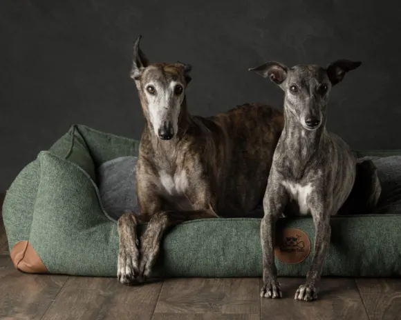 Swaggin Tails koiranpeti Memory Foam -vaahdolla XL