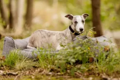 Swaggin Tails koiranpeti Memory Foam -vaahdolla XL