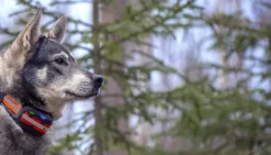 Tracker Artemis EASY -koiratutka