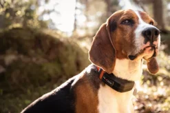 Tracker Luna koiratutka