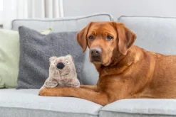 Trixie Be Eco Koala kierrätetystä polyesteristä Plysch 25 cm