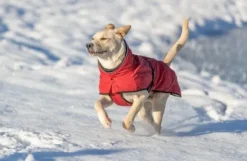 Trixie Explore Thermo Winter Coat koiran talvitakki, 35-40 cm, Sangria