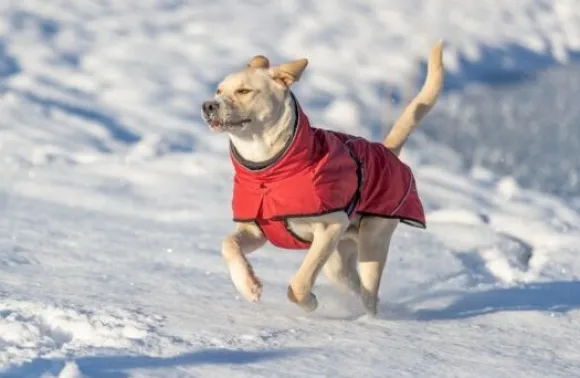 Trixie Explore Thermo Winter Coat talvitakki, 45-50 cm, Sangria