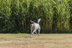 Trixie Sporting Boll noutolelu, ø6cm/20cm, lime