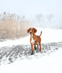 Trixie Walker Active 2-Pack L -koirantossut