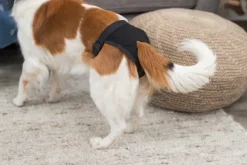 Trixie-narttusuoja, musta, S