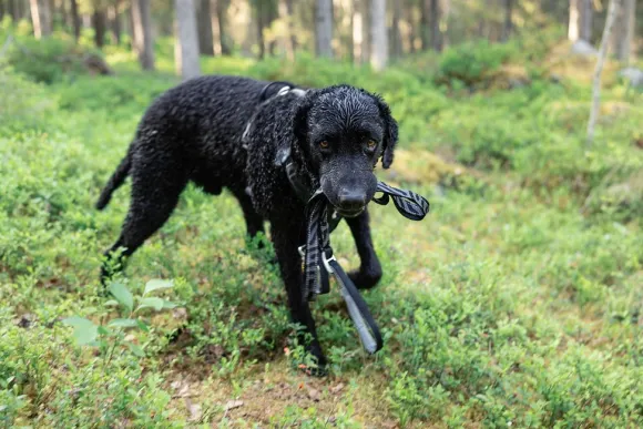 Woolly Wolf Roam Adjustable Leash monitoimihihna, musta