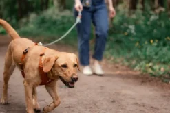 Woolly Wolf Roam Harness koirien valjaat, XS, oranssi