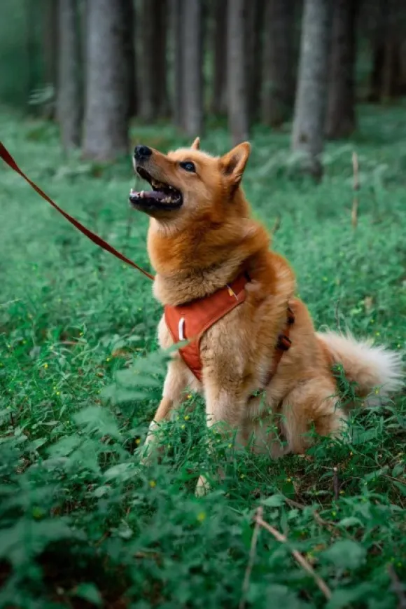 Woolly Wolf Roam Harness koirien valjaat, XL, oranssi