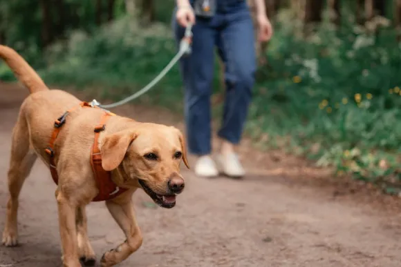 Woolly Wolf Roam Harness koirien valjaat, XL, oranssi