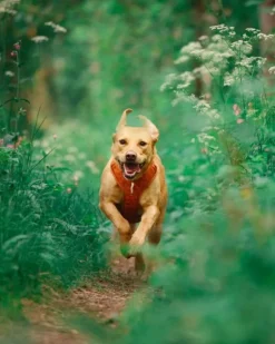 Woolly Wolf Roam Harness koirien valjaat, S, oranssi