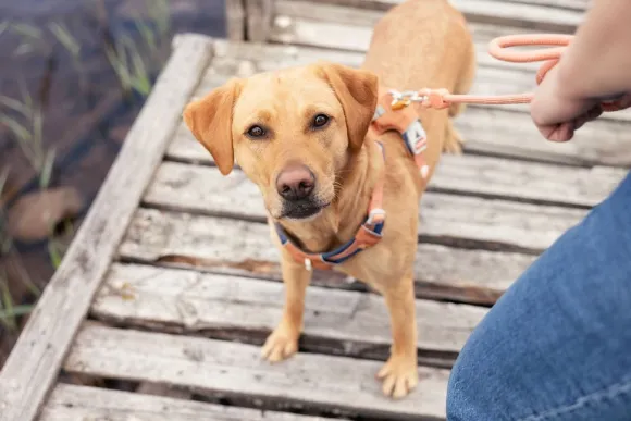 Woolly Wolf Rope Leash köysihihna, 10 mm, vaaleansininen