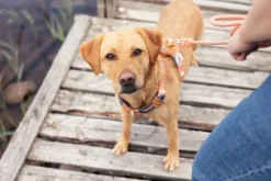 Woolly Wolf Rope Leash köysihihna, 10 mm, vaaleanminttu