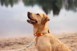 Woolly Wolf Rope Leash Thin köysihihna, 8 mm, Pistachio