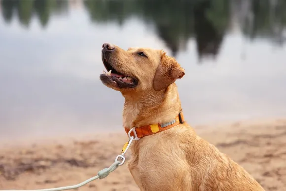 Woolly Wolf Rope Leash Thin köysihihna, 8 mm, vaaleanminttu
