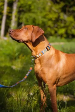 Woolly Wolf talutushihna, Nightless Night